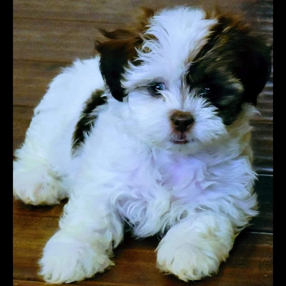 Full blooded  shiatsu puppy's call or tex for pic 765 309 3668 mark - Picture 2 of 4